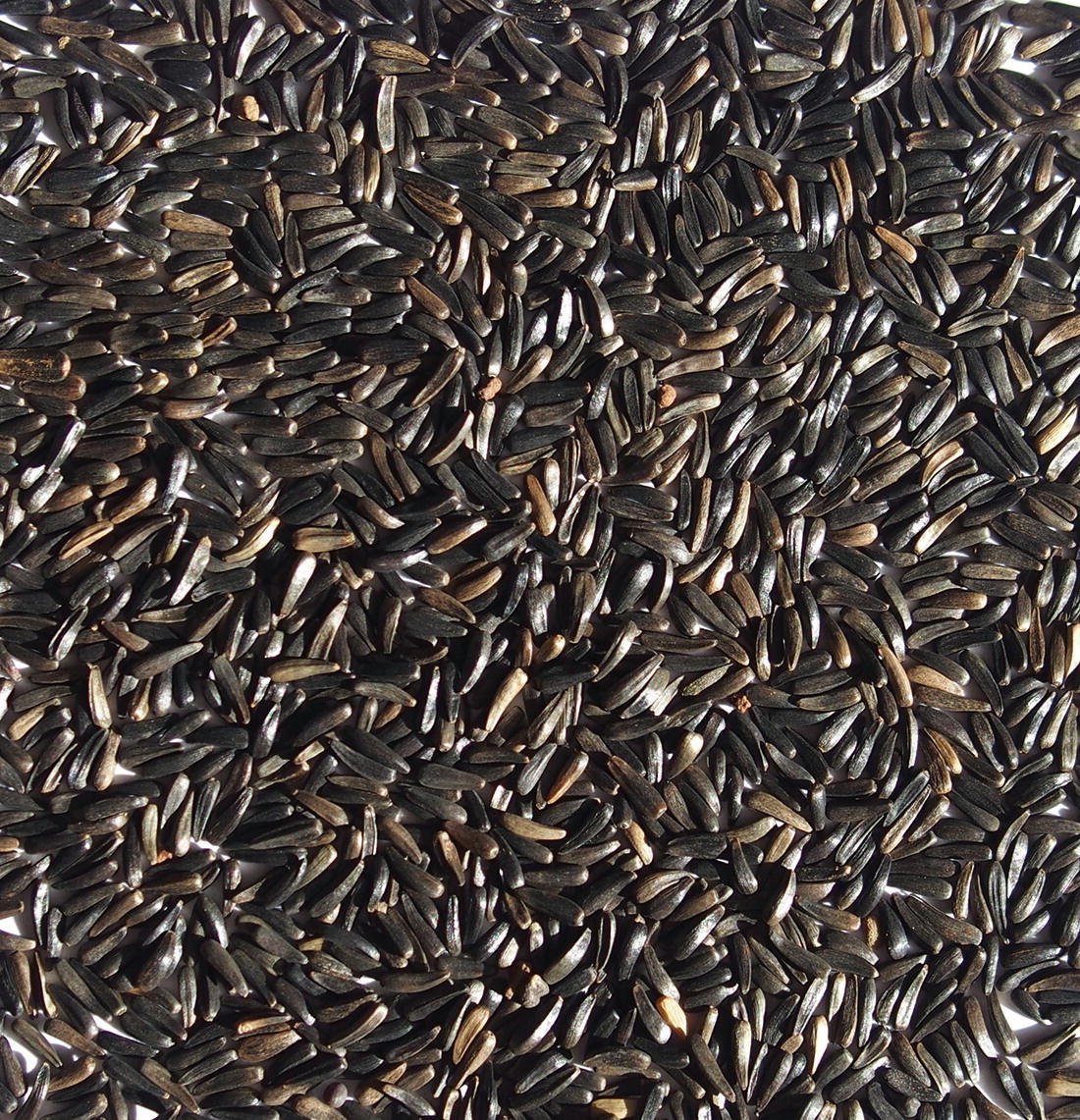Niger Seeds